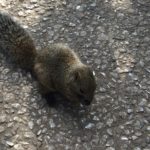 パスポートの期限が切れたので再申請に行くぞ！！